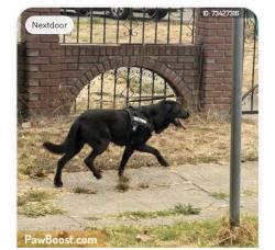 Reunited Female Dog last seen 27th ave, Oakland, CA 94606