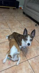 Lost Male Dog last seen Spring Tx, Spring, TX 77373