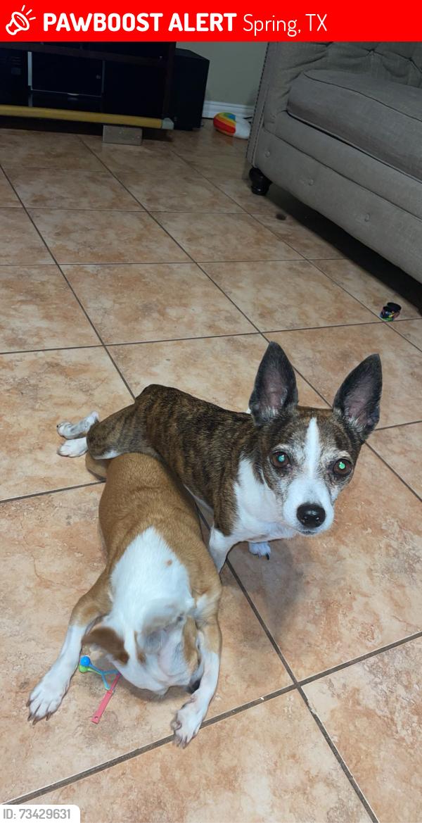 Lost Male Dog last seen Spring Tx, Spring, TX 77373