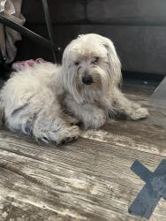 Found/Stray Male Dog last seen Forgotten lane burleson Texas, Burleson, TX 76028