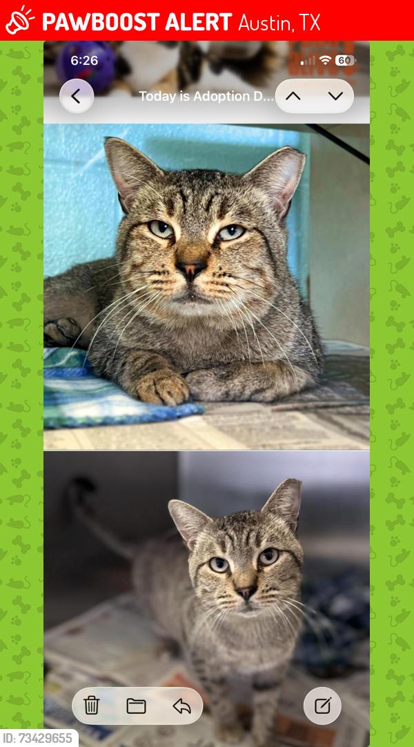 Lost Male Cat last seen Pond springs, Austin, TX 78729