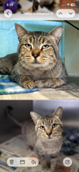 Lost Male Cat last seen Pond springs, Austin, TX 78729