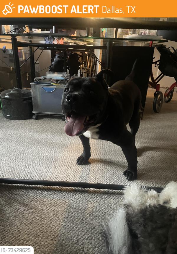 Found/Stray Male Dog last seen Buckner and Northlake near Bath hse Cultural Center, Dallas, TX 75218