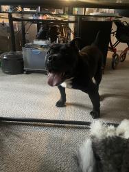 Found/Stray Male Dog last seen Buckner and Northlake near Bath hse Cultural Center, Dallas, TX 75218