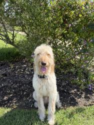 Reunited Male Dog last seen Giant Pine Ln, Houston, TX 77433