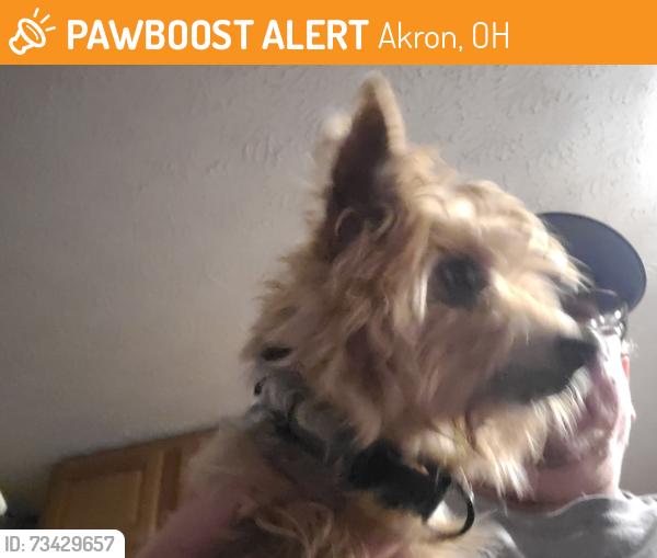 Found/Stray Male Dog last seen Davis, Akron, OH 44310