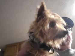 Found/Stray Male Dog last seen Davis, Akron, OH 44310