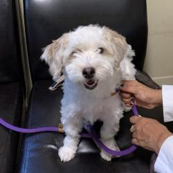 Shelter Stray Male Dog last seen , 361 S Raymond Ave, Pasadena, CA 91105, USA