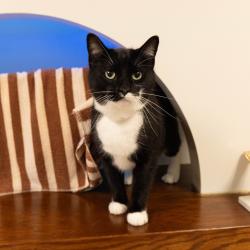 Shelter Stray Male Cat last seen , 361 S Raymond Ave, Pasadena, CA 91105, USA