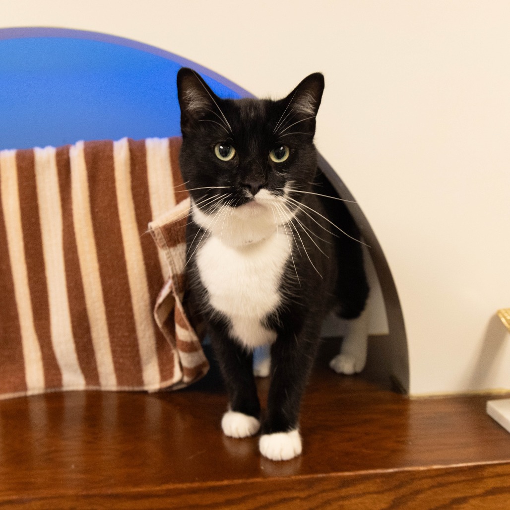 Shelter Stray Male Cat last seen , 361 S Raymond Ave, Pasadena, CA 91105, USA