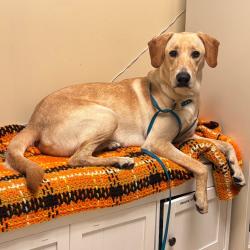 Shelter Stray Male Dog last seen , 361 S Raymond Ave, Pasadena, CA 91105, USA