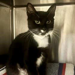 Shelter Stray Female Cat last seen , 361 S Raymond Ave, Pasadena, CA 91105, USA