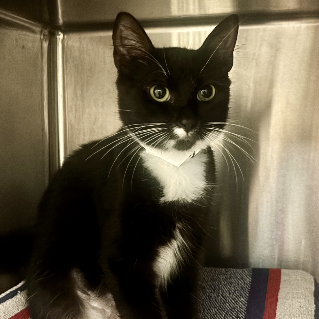 Shelter Stray Female Cat last seen , 361 S Raymond Ave, Pasadena, CA 91105, USA