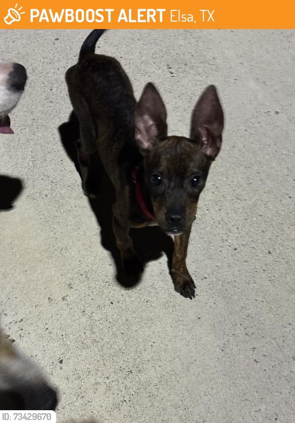Found/Stray Unknown Dog last seen Edcouch Elsa Walking Trail, Elsa, TX 78543