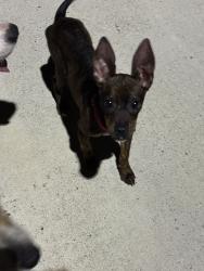 Found/Stray Unknown Dog last seen Edcouch Elsa Walking Trail, Elsa, TX 78543