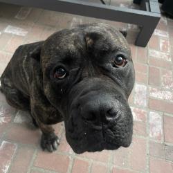 Shelter Stray Male Dog last seen , 3612 11th Ave, Los Angeles, CA 90018, USA