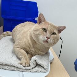 Shelter Stray Male Cat last seen , 361 S Raymond Ave, Pasadena, CA 91105, USA