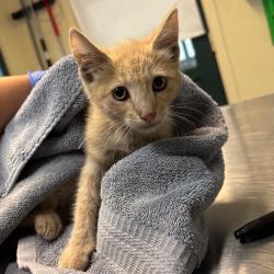 Shelter Stray Male Cat last seen , 361 S Raymond Ave, Pasadena, CA 91105, USA