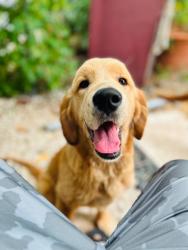 Lost Female Dog last seen Gerogia parker ave, West Palm Beach, FL 33405