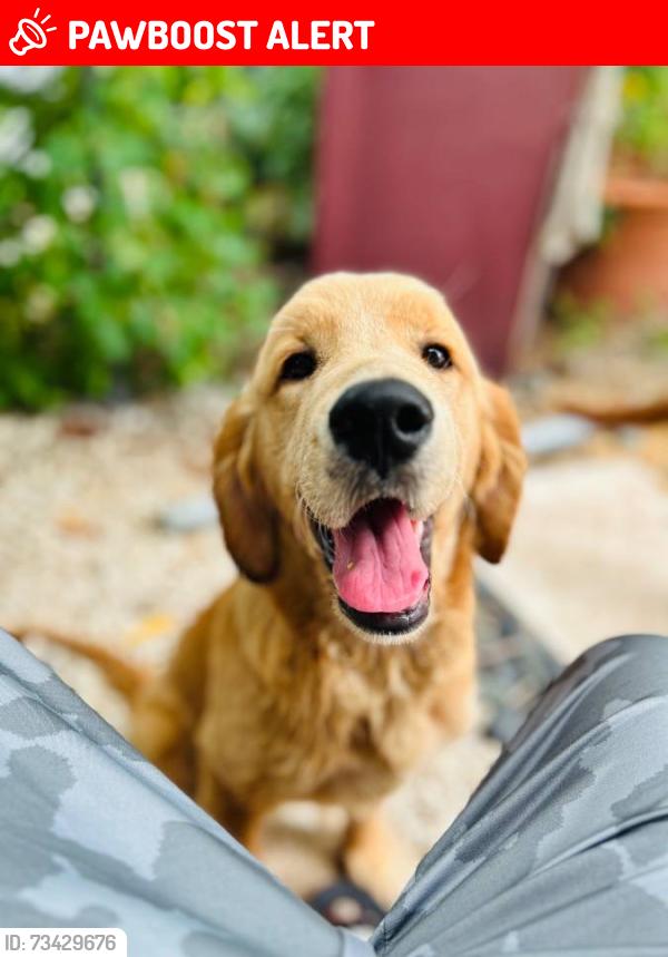 Lost Female Dog last seen Gerogia parker ave, West Palm Beach, FL 33405
