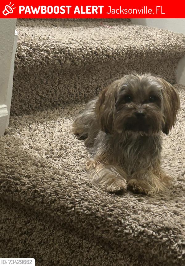 Lost Male Dog last seen Near play pen dr, Jacksonville, FL 32210