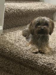 Lost Male Dog last seen Near play pen dr, Jacksonville, FL 32210