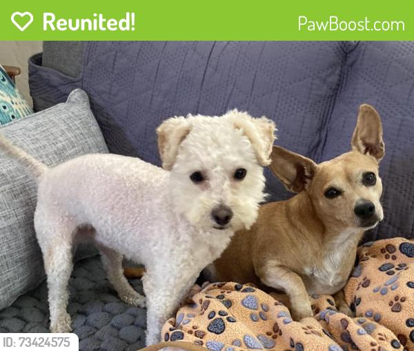 Reunited Male Dog last seen Culver Street and Eastman Avenue, Oakland, Oakland, CA 94619
