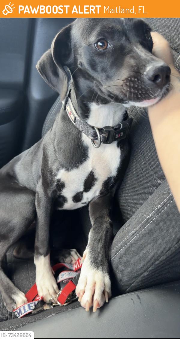 Found/Stray Male Dog last seen Near Winderley Maitland 317151, Maitland, FL 32751