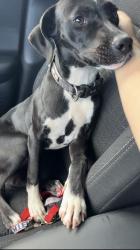 Found/Stray Male Dog last seen Near Winderley Maitland 317151, Maitland, FL 32751