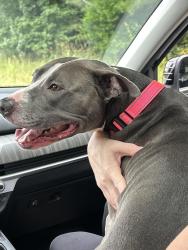 Reunited Female Dog last seen East Paulding Dr and Fox Creek Dr, Paulding County, GA 30157