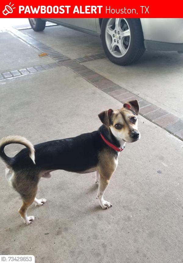 Lost Male Dog last seen Lockwood & Lyons, Houston, TX 77020
