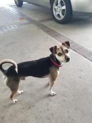 Lost Male Dog last seen Lockwood & Lyons, Houston, TX 77020