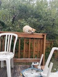 Found/Stray Male Cat last seen Fighter Drive and Air Station, Virginia Beach, VA 23454