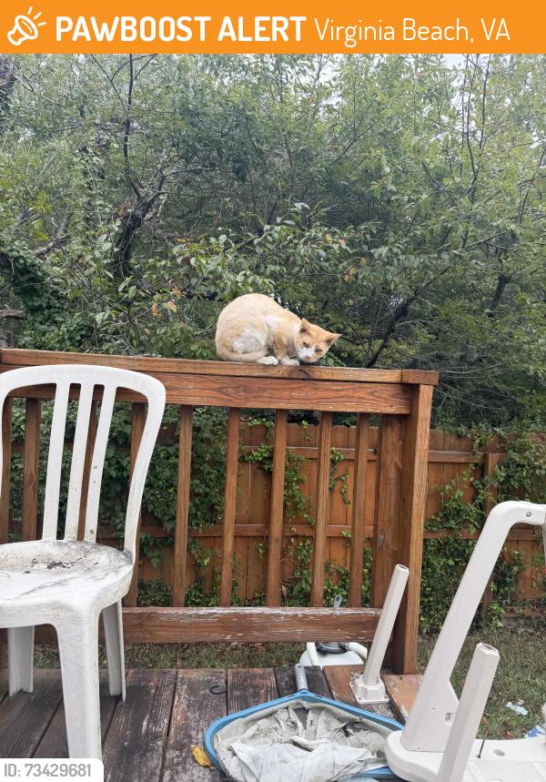 Found/Stray Male Cat last seen Fighter Drive and Air Station, Virginia Beach, VA 23454