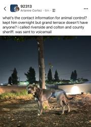 Found/Stray Male Dog last seen Grand terrace high school, Highgrove, CA 92507