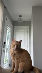 Reunited Female Cat last seen Hayes Ave, La Grange, IL 60525