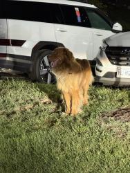 Found/Stray Unknown Dog last seen Dunkin Donuts, Hollins, VA 24019