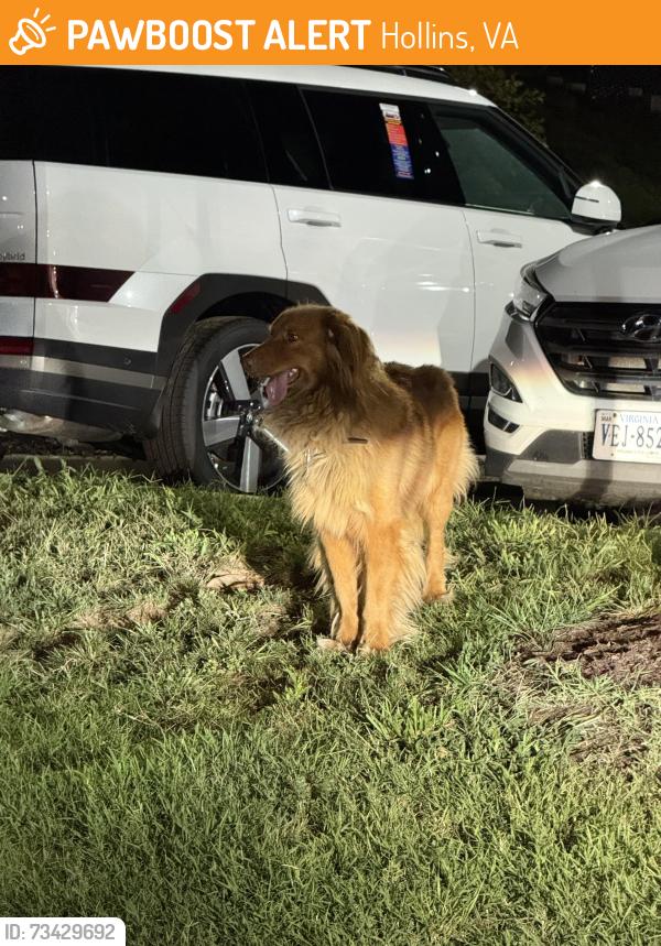 Found/Stray Unknown Dog last seen Dunkin Donuts, Hollins, VA 24019