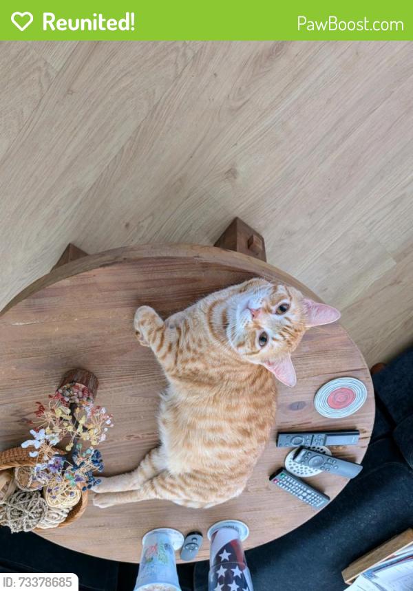 Reunited Male Cat last seen East Bay Oaks Mobile Home Park, Largo, FL 33771
