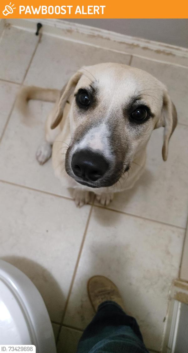 Found/Stray Female Dog last seen Maverick Ranch East and Old Hempstead, Montgomery County, TX 77355