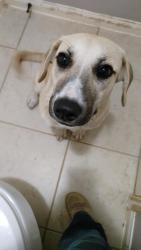 Found/Stray Female Dog last seen Maverick Ranch East and Old Hempstead, Montgomery County, TX 77355