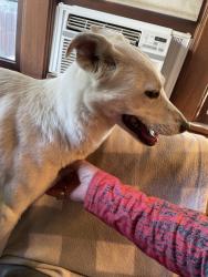 Found/Stray Male Dog last seen Between Summitview and Lincoln, Yakima, WA 98902