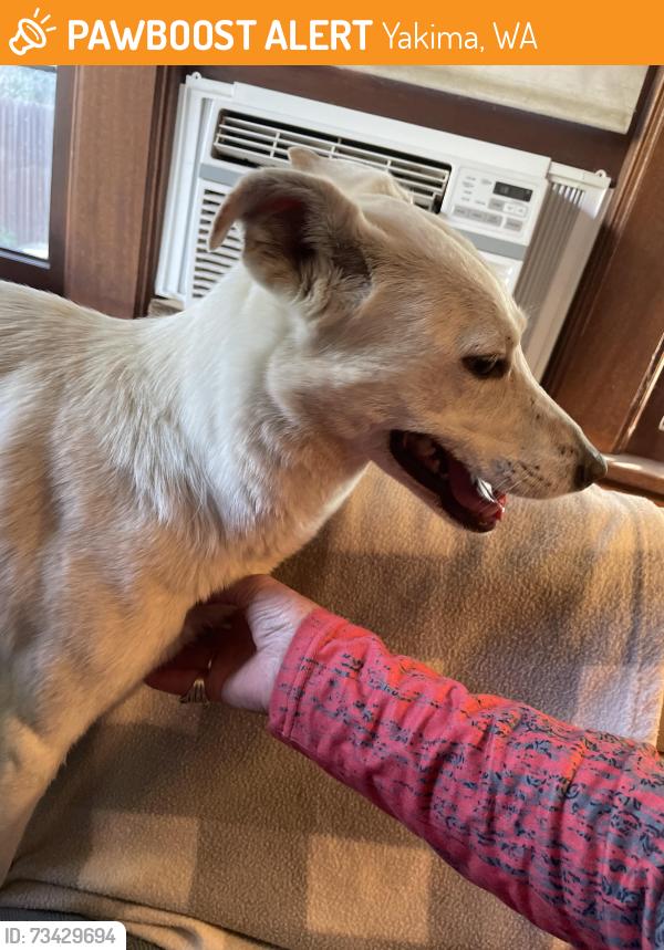 Found/Stray Male Dog last seen Between Summitview and Lincoln, Yakima, WA 98902