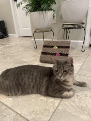 Lost Male Cat last seen Champions point village neighborhood, Houston, TX 77066