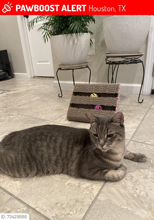 Lost Male Cat last seen Champions point village neighborhood, Houston, TX 77066