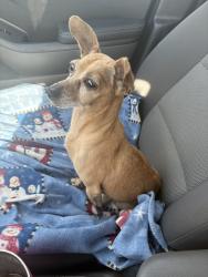Reunited Male Dog last seen Stride Park, Houston, TX 77009