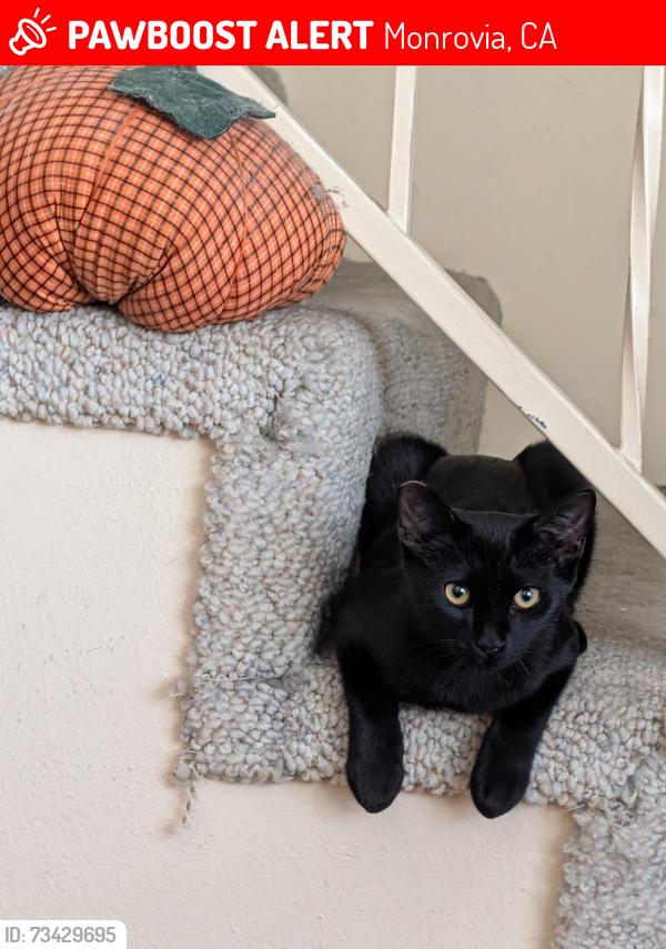 Lost Male Cat last seen Mayflower/Huntington Dr, Monrovia, CA 91016
