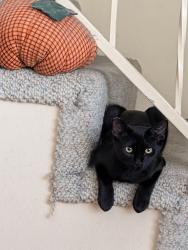 Lost Male Cat last seen Mayflower/Huntington Dr, Monrovia, CA 91016