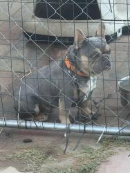 Reunited Male Dog last seen freedom st, Salinas, CA 93905