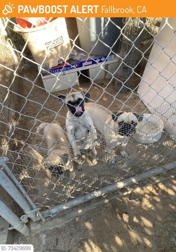 Found/Stray Unknown Dog last seen Old Stage Rd, Fallbrook, CA 92028